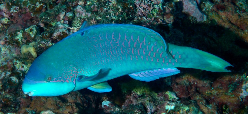 Scarus globiceps Perroquet masqué Nouvelle-Calédonie poisson du lagon à tête ronde