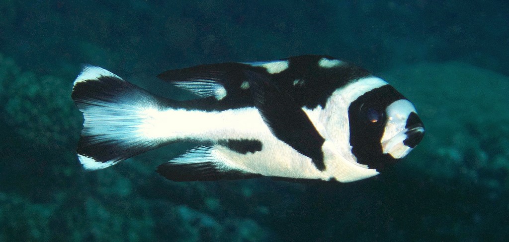 Macolor niger Black and white snapper juvenile New Caledonia