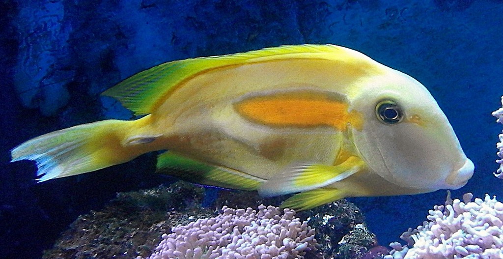 Acanthurus olivaceus Orangespot surgeonfish New Caledonia in aquarium