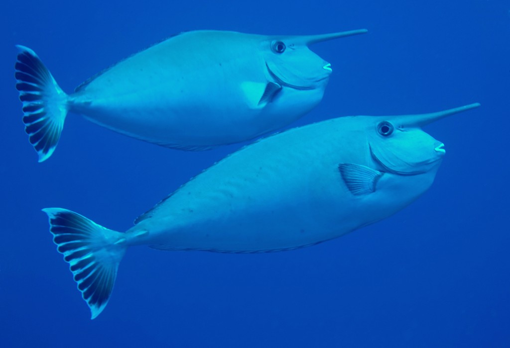 Naso annulatus 環紋鼻魚 新喀里多尼亞