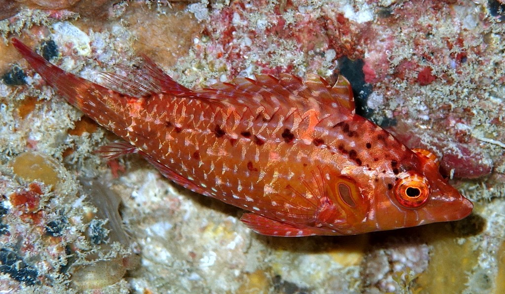 Pteragogus enneacanthus Labre Coquelet Napoléon Nouvelle-Calédonie poisson identification