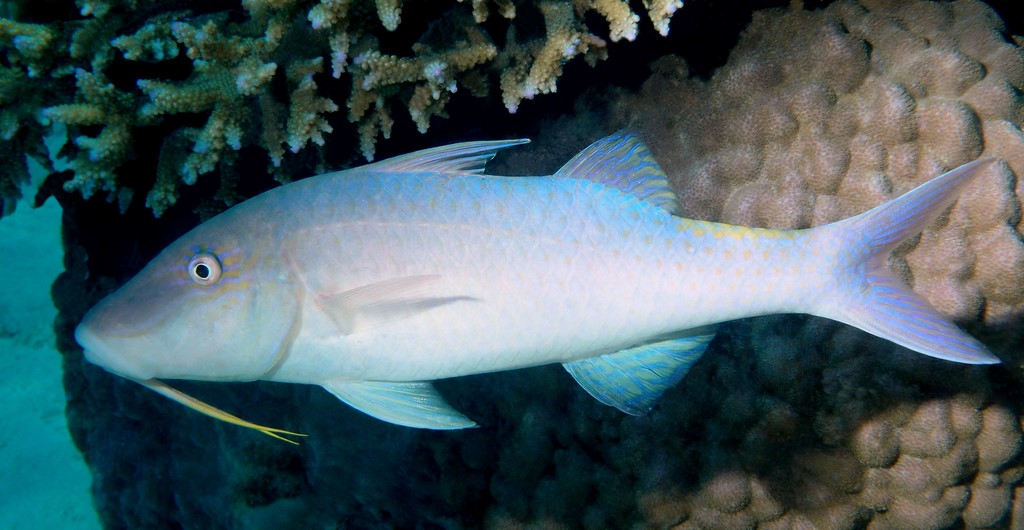 Parupeneus cyclostomus Rouget-barbet doré Nouvelle-Calédonie