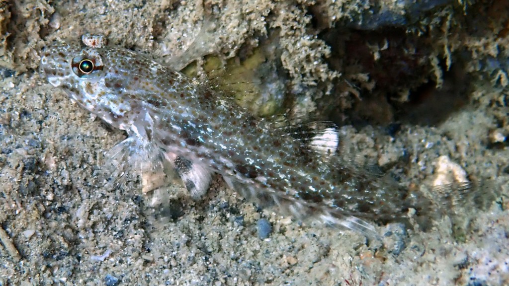 Macrodontogobius wilburi Largetooth sandgoby New Caledonia scuba diving best lagoon