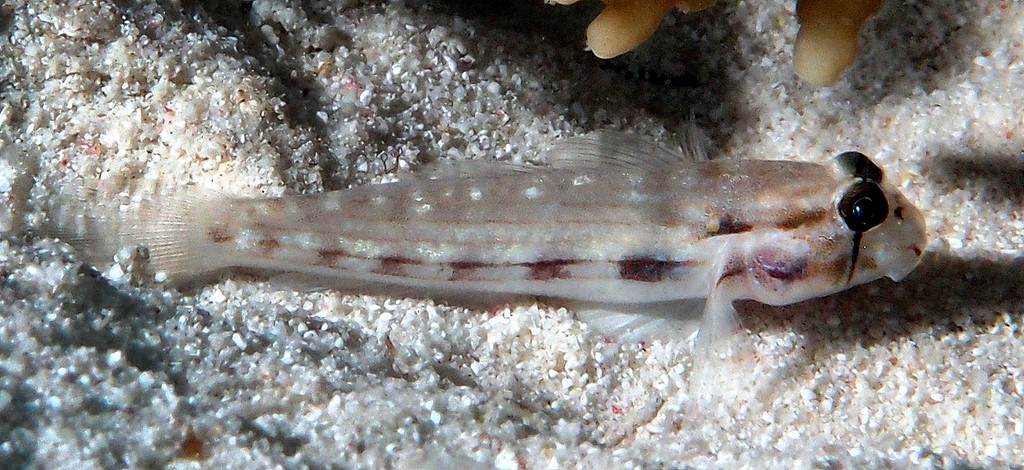 Gnatholepis cauerensis Cabot sauteur Nouvelle Calédonie poisson lagon sable