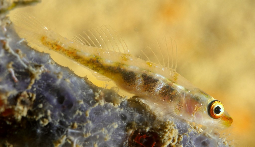 Bryaninops yongei Yonge's sea whip goby New Caledonia