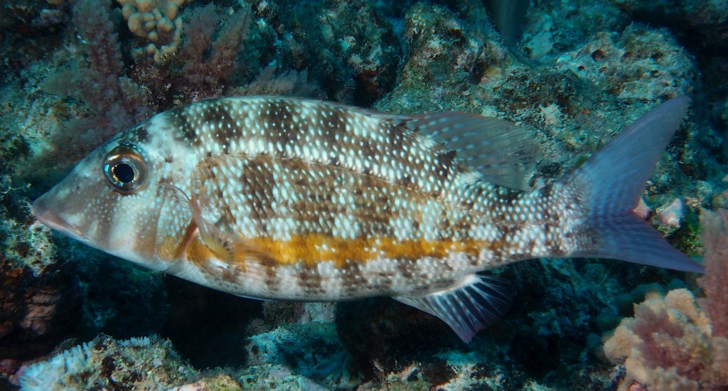 Lethrinus obsoletus Orange-striped emperor Yellow-banded pigface bream New Caledonia fish identification