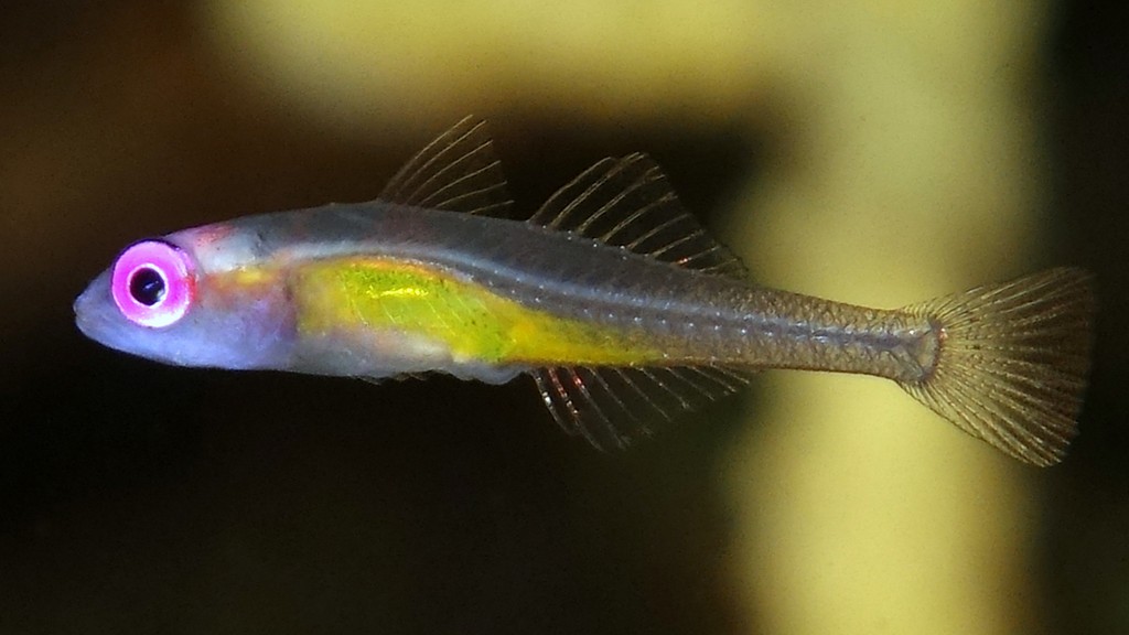 Bryaninops natans 漂游珊瑚鰕虎魚 新喀里多尼亞