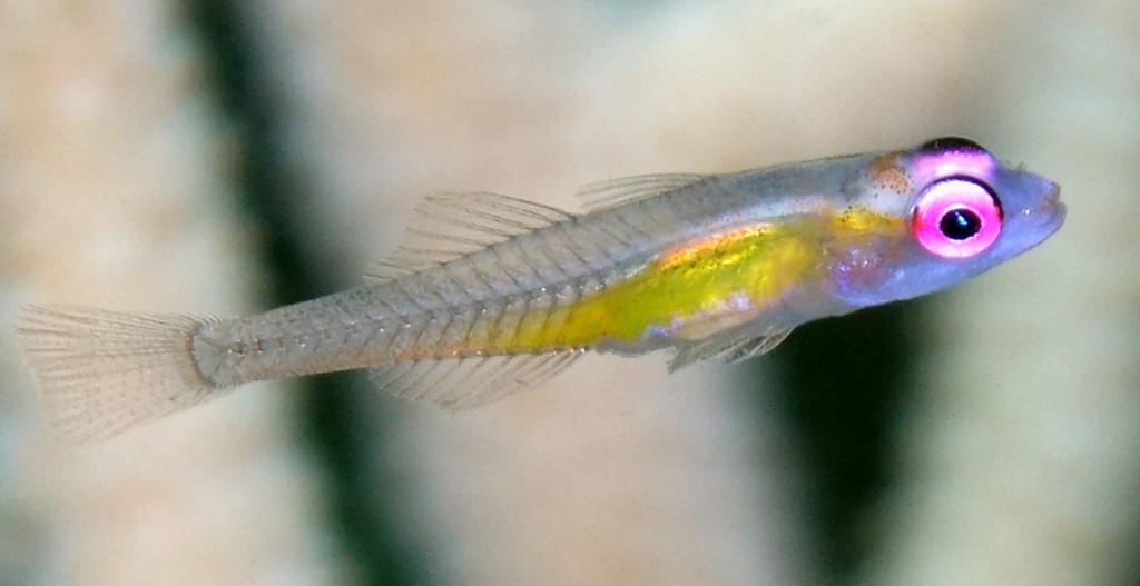 Bryaninops natans Purple-eyed coral-goby New Caledonia sexy fish