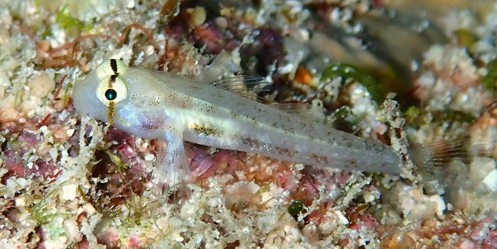 Gnatholepis cauerensis Slender weeper Juvenile New Caledonia