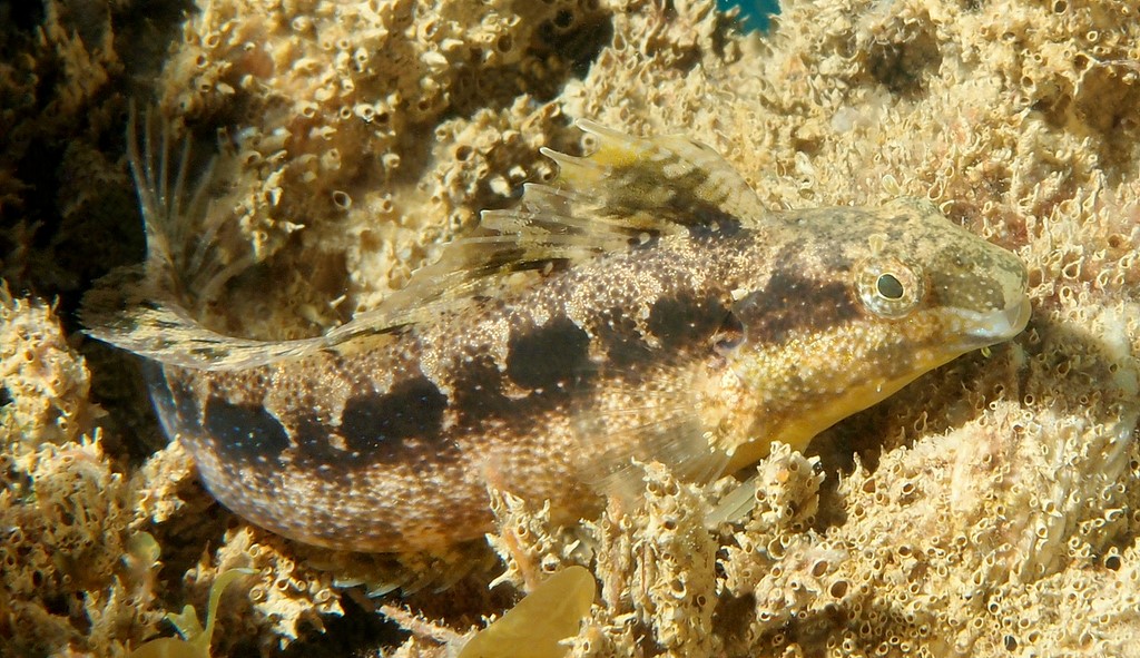 Petroscirtes lupus Southern sabretooth blenny New Caledonia biodiversity fishes