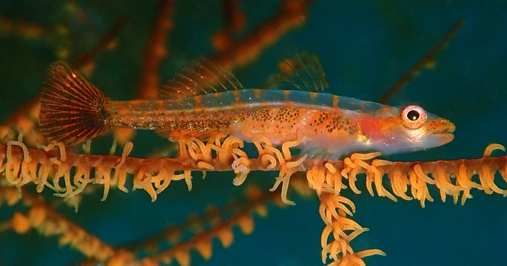 Bryaninops tigris Black coral goby New Caledonia north island