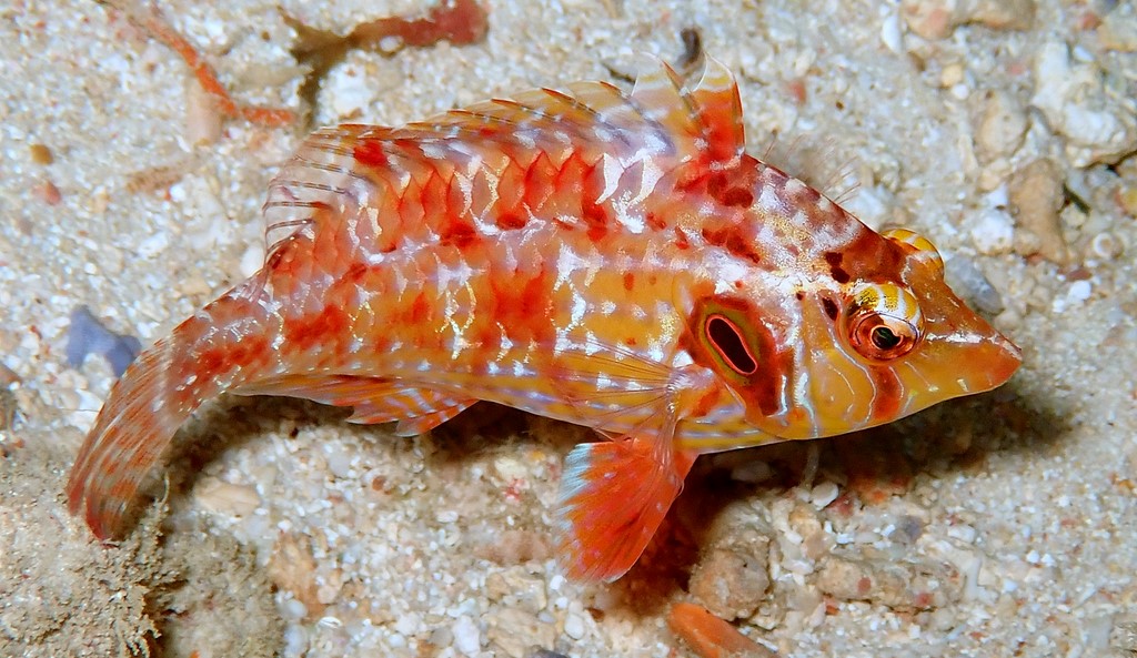 Pteragogus enneacanthus Redstriped wrass New Caledonia males with filamentous extensions