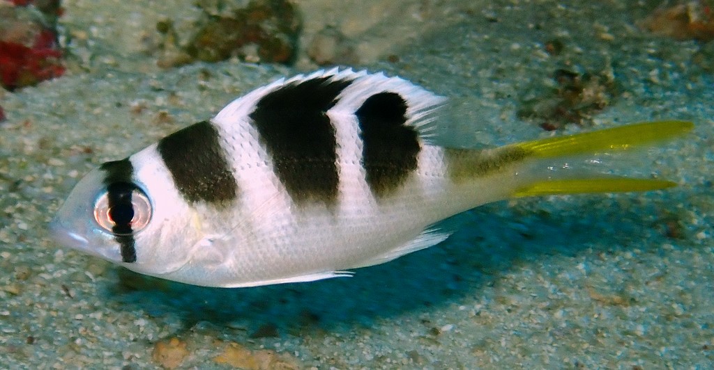 Monotaxis grandoculis Empereur bossu Juvénile Nouvelle-Calédonie poisson du lagon