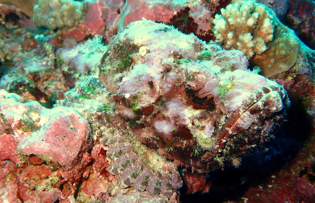 Scorpaenopsis diabolus False stonefish New Caledonia scuba adventure