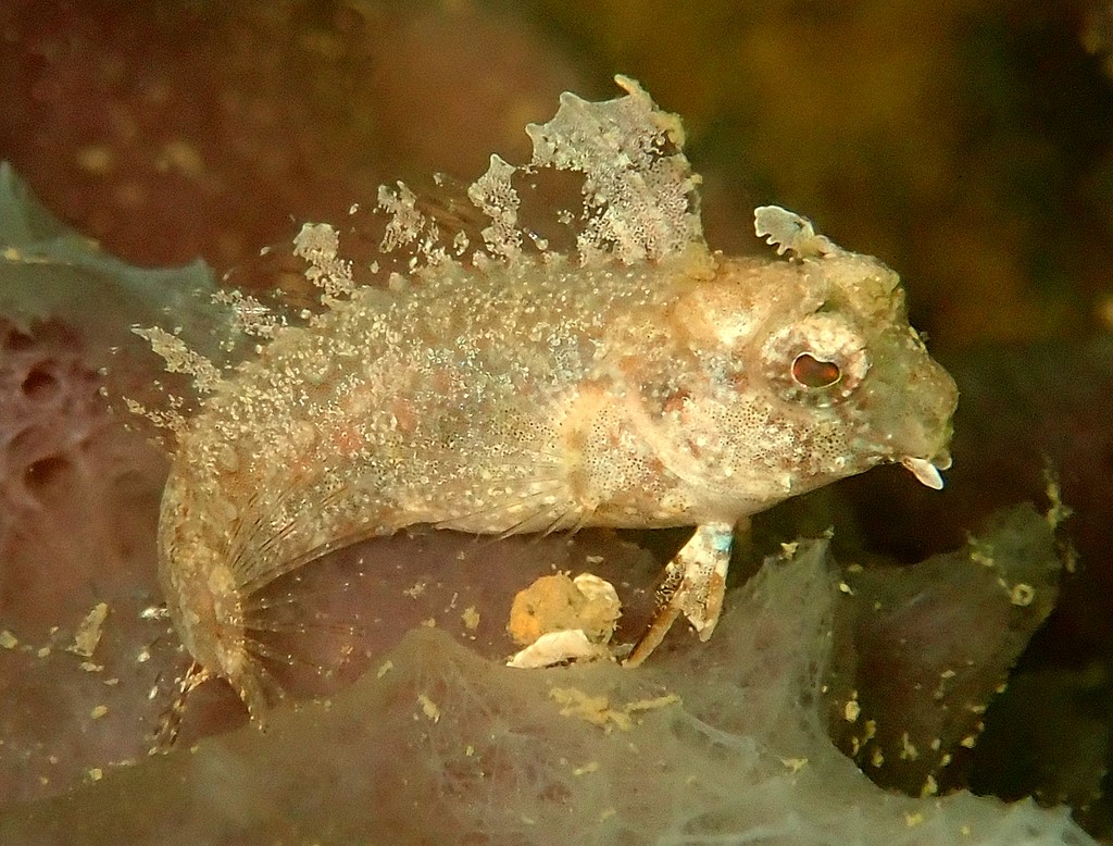 Petroscirtes mitratus Segelflossen-Säbelzahnschleimfisch