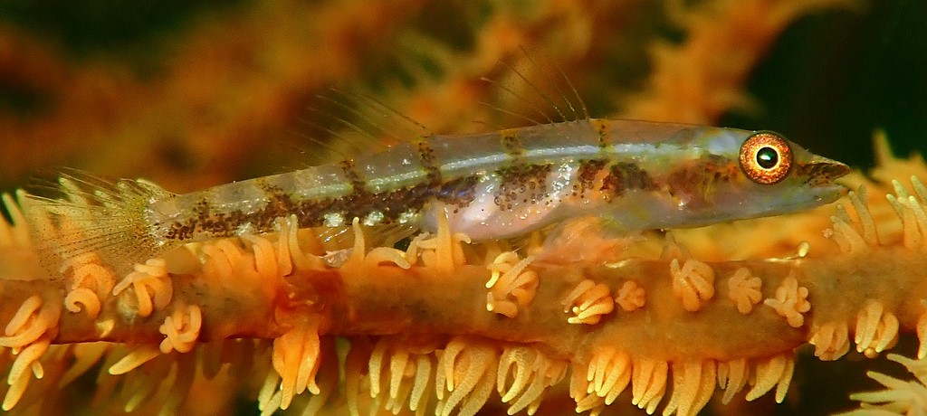 Bryaninops yongei Common whipgoby New Caledonia fish in saltwater