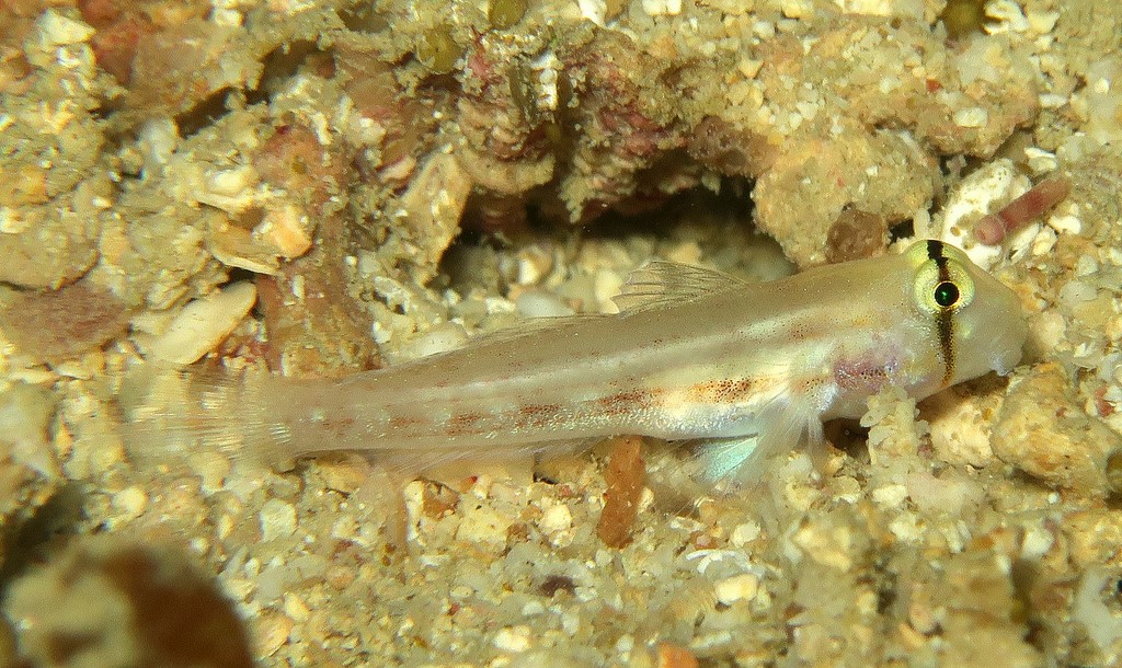 Gnatholepis cauerensis Kataboshi-ômonhaze カタボシオオモンハゼ ニューカレドニア