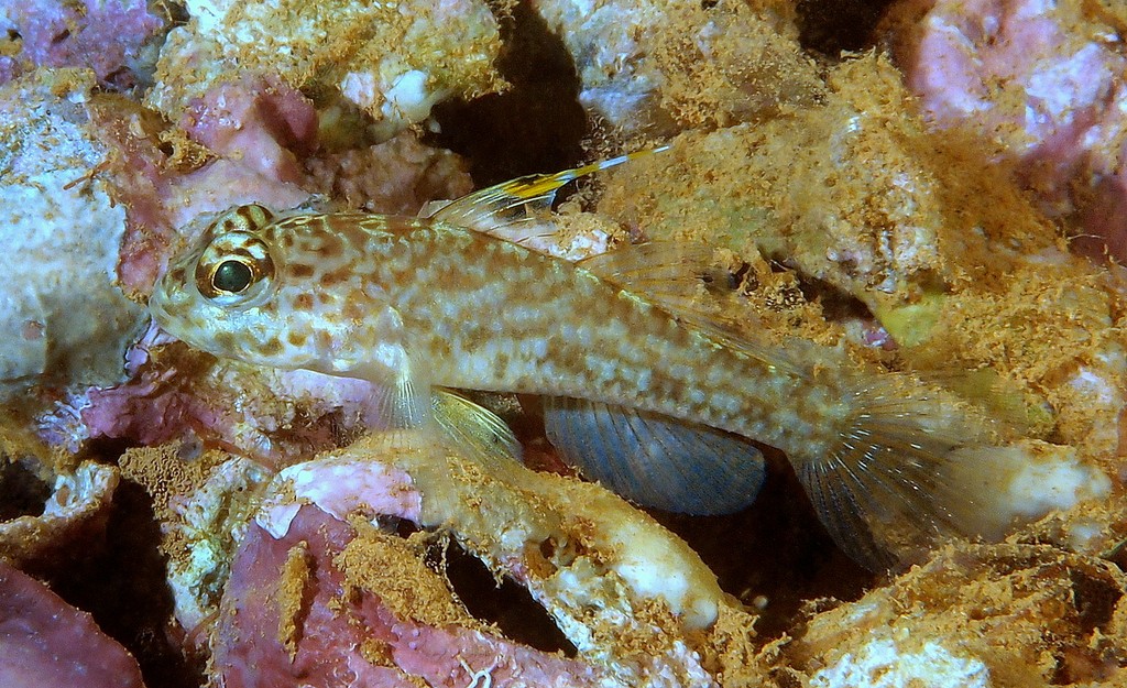 Ancistrogobius dipus Doublefoot goby New Caledonia Gobiidae Family