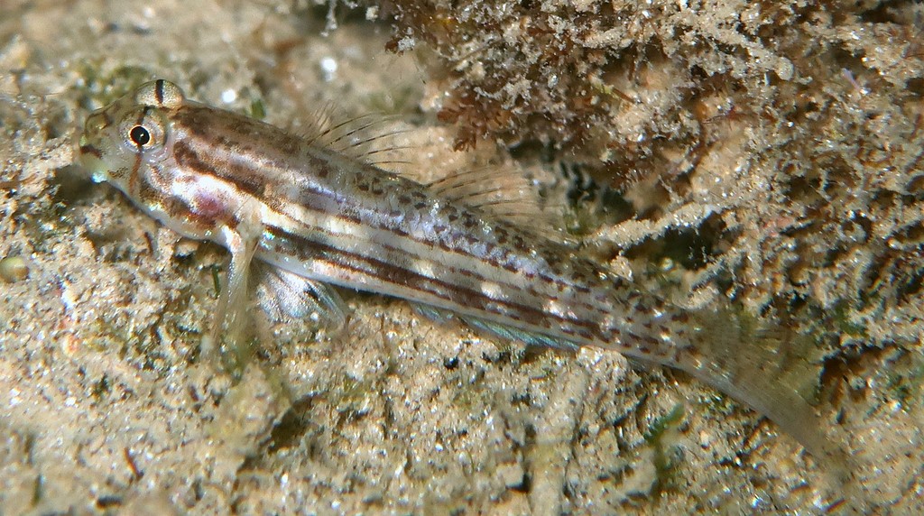 Gnatholepis cauerensis Cabot sauteur Nouvelle-Calédonie