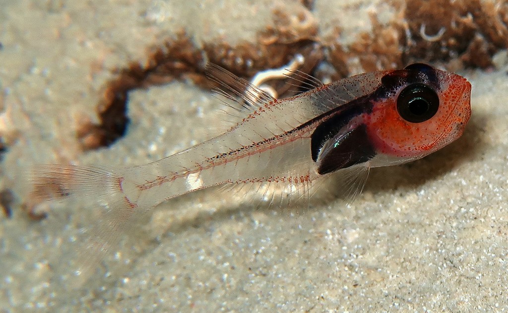 Cercamia cladara Frail cardinalfish male Adult New Caledonia