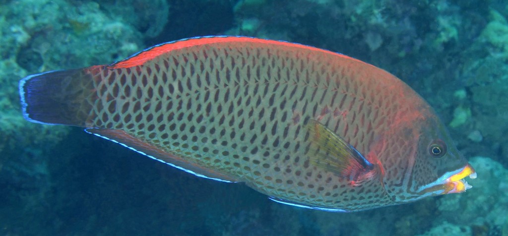 Pseudodax moluccanus Labre des Moluques Nouvelle-Calédonie poisson du récif