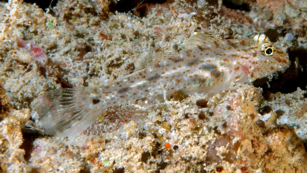 Fusigobius neophytus Afrikaanse smeltdikkop