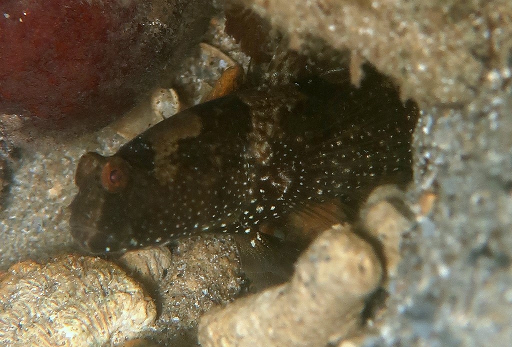 Cryptocentrus maudae Maude's Shrimpgoby New Caledonia