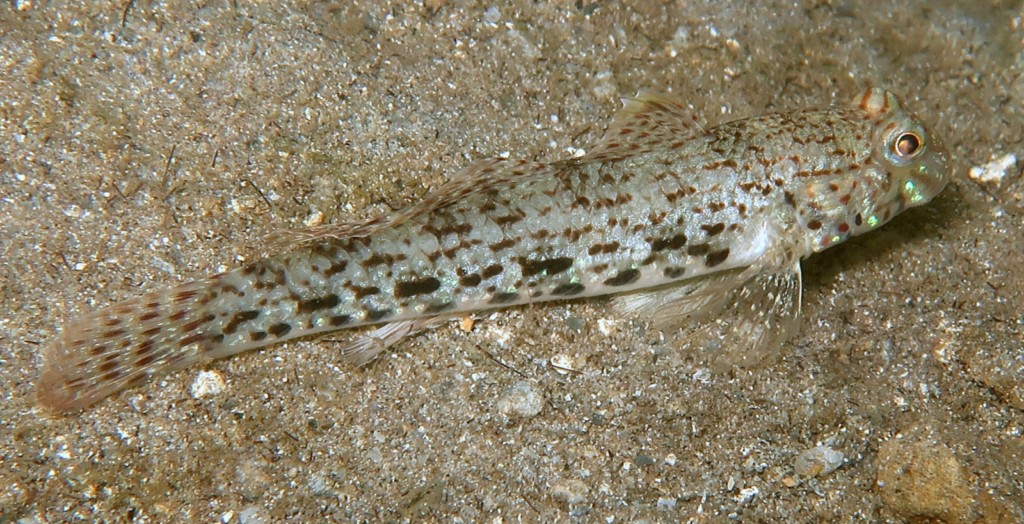 Istigobius ornatus Kazarihaze カザリハゼ ニューカレドニア