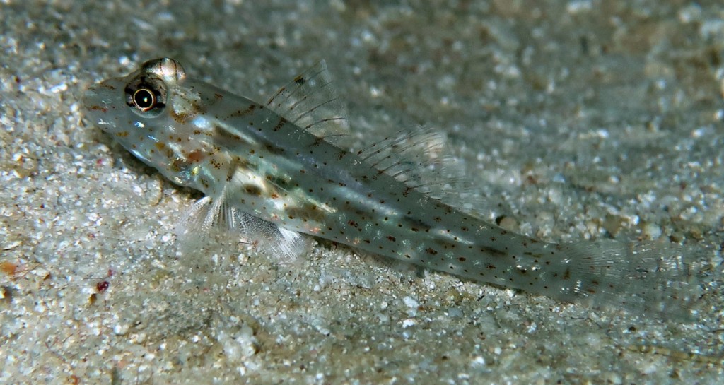 Fusigobius neophytus Fine-spotted sand-goby New Caledonia