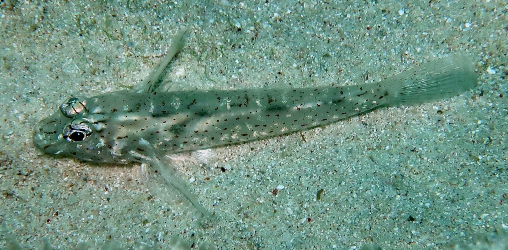 Fusigobius neophytus Novice sandgoby New Caledonia