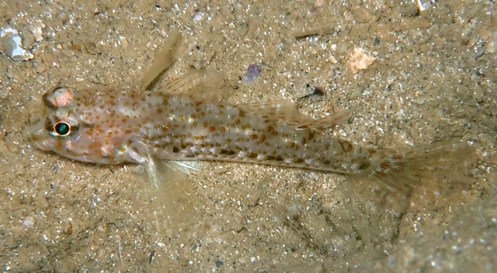 Istigobius rigilius Gobiidae Gobiinae juvénile Nouvelle-Calédonie