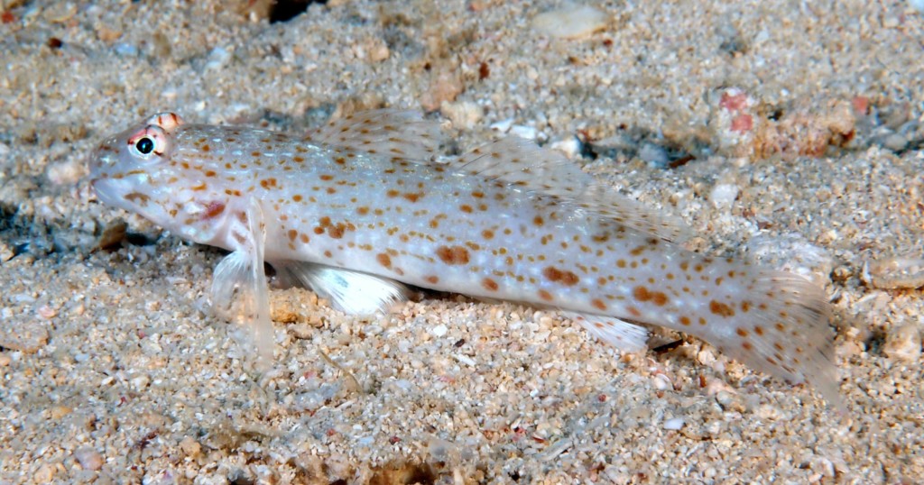 Istigobius rigilius Madara-kazarihaze マダラカザリハゼ ニューカレドニア