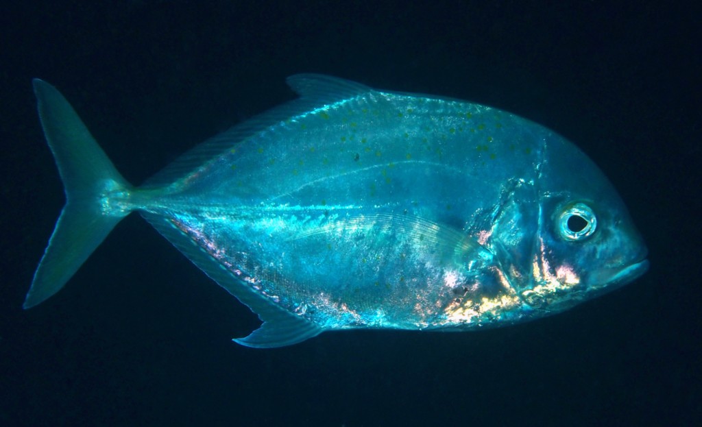 Turrum coeruleopinnatum Kii-hira-aji Maru-hira-aji マルヒラアジ  キイヒラアジ ニューカレドニア