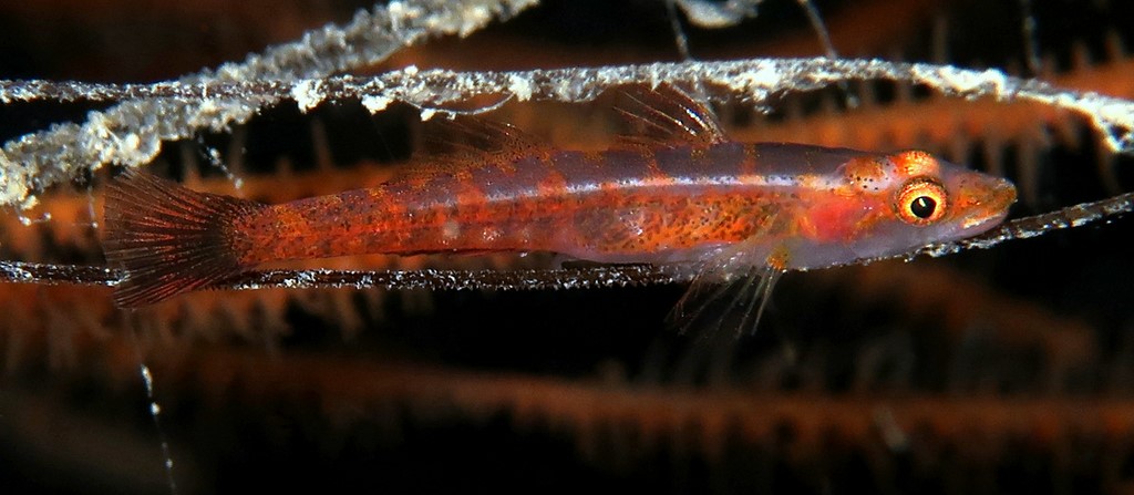 Bryaninops tigris Gobie nain du corail noir Nouvelle-Calédonie poisson tigré