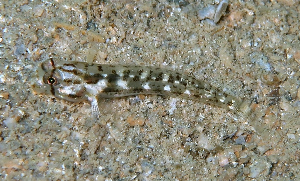 Gnatholepis cauerensis Slender weeper New Caledonia