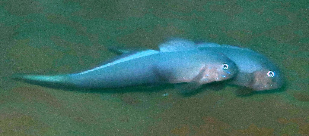 Oxymetopon compressus Robust ribbongoby New Caledonia sand bottom