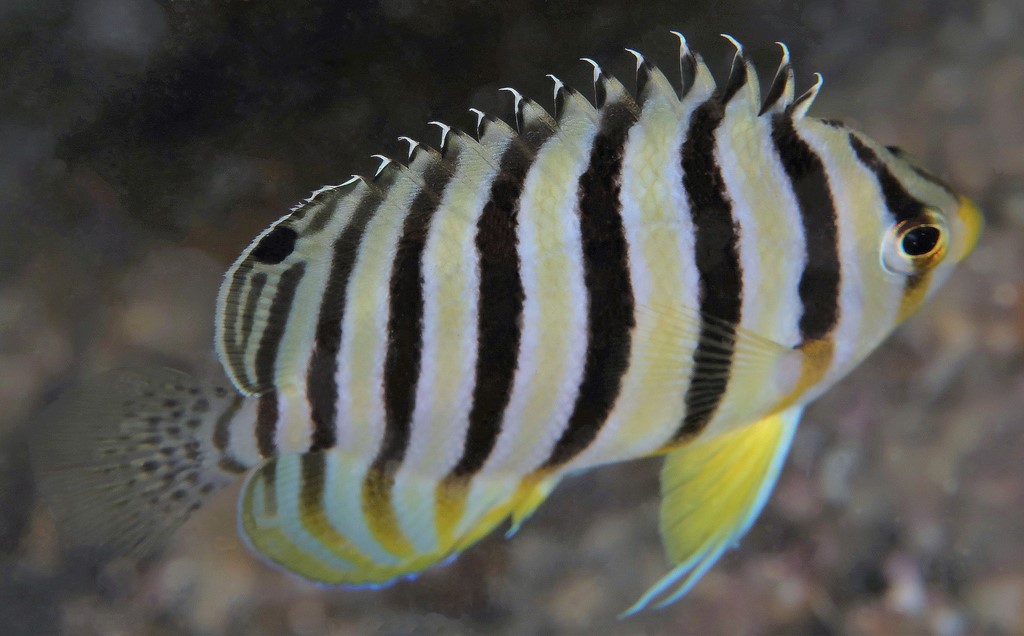 Centropyge multifasciata Holacanthe à nombreuses bandes juvenile Nouvelle-Calédonie