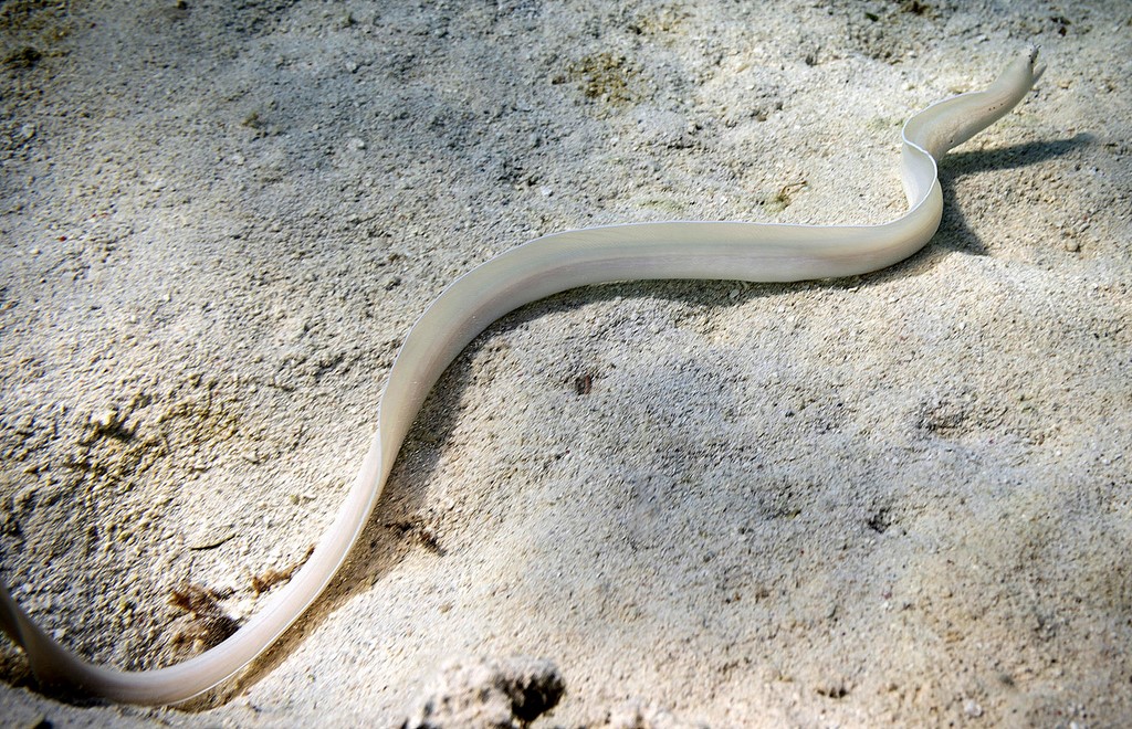 Pseudechidna brummeri White ribbon moray New Caledonia