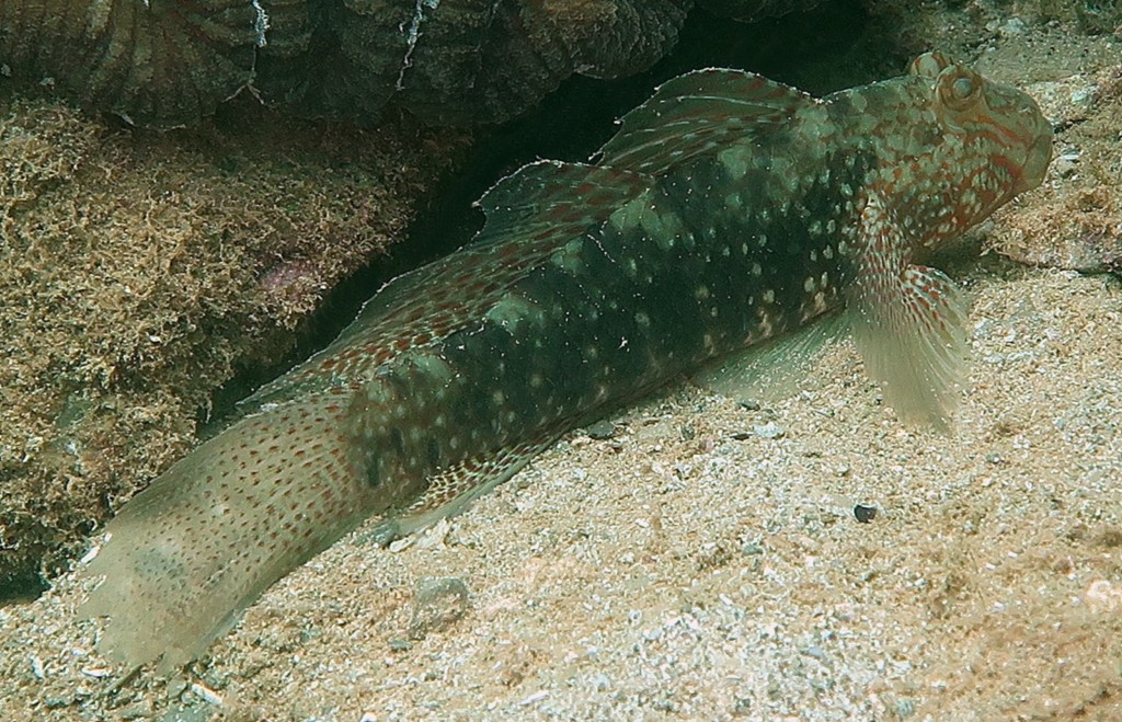 Exyrias belissimus Beautiful goby New Caledonia sand and lagoon tourism