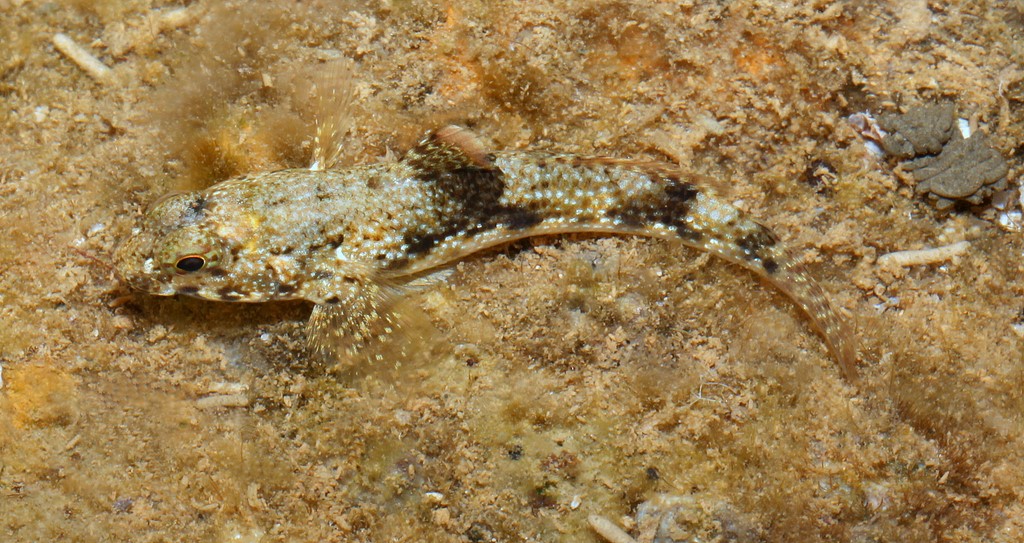 Bathygobius fuscus 黑鰕虎 新喀里多尼亞