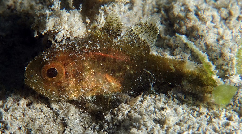 Jaydia catalai Poisson cardinal de Catala Nouvelle-Calédonie