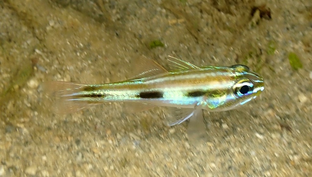 Ostorhinchus novemfasciatus Apogon à neuf lignes Nouvelle-Calédonie poisson du lagon
