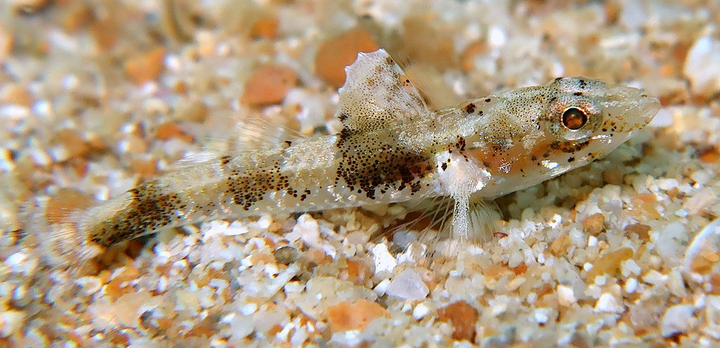 Psammogobius pisinnus Sandslope Goby New Caledonia coral
