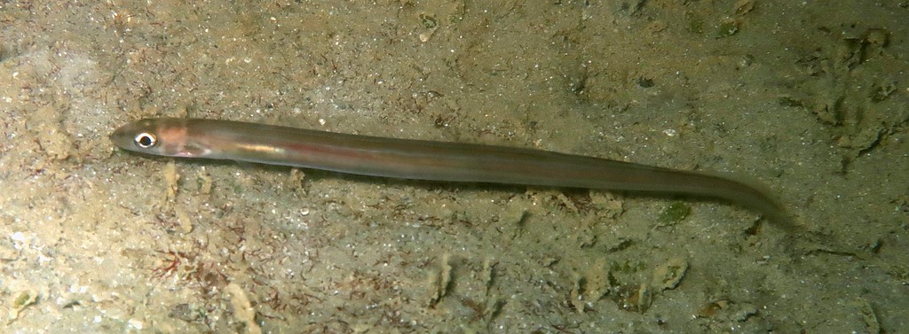 Ariosoma scheelei Tropical conger New Caledonia sand night dive