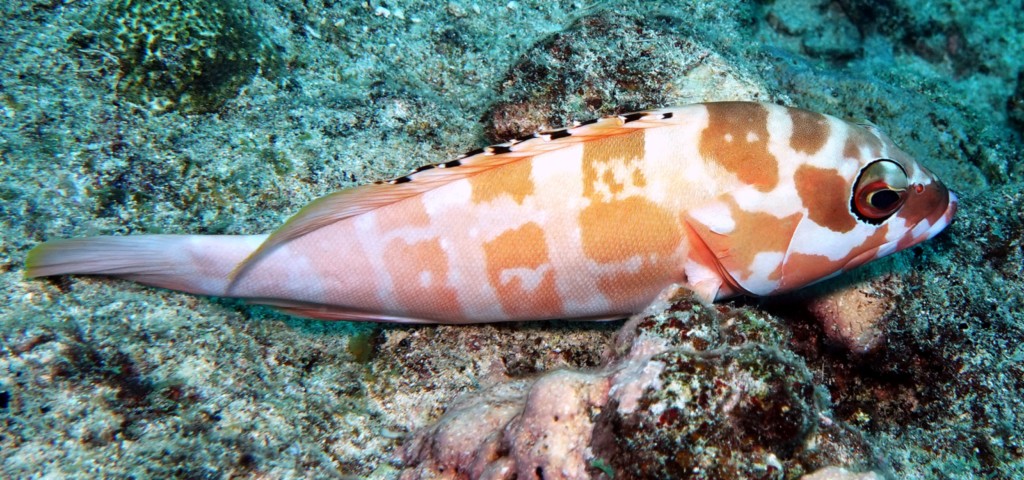 Epinephelus fasciatus Mérou en suspension appuis tendu renversé poisson lagon Nouvelle-Calédonie