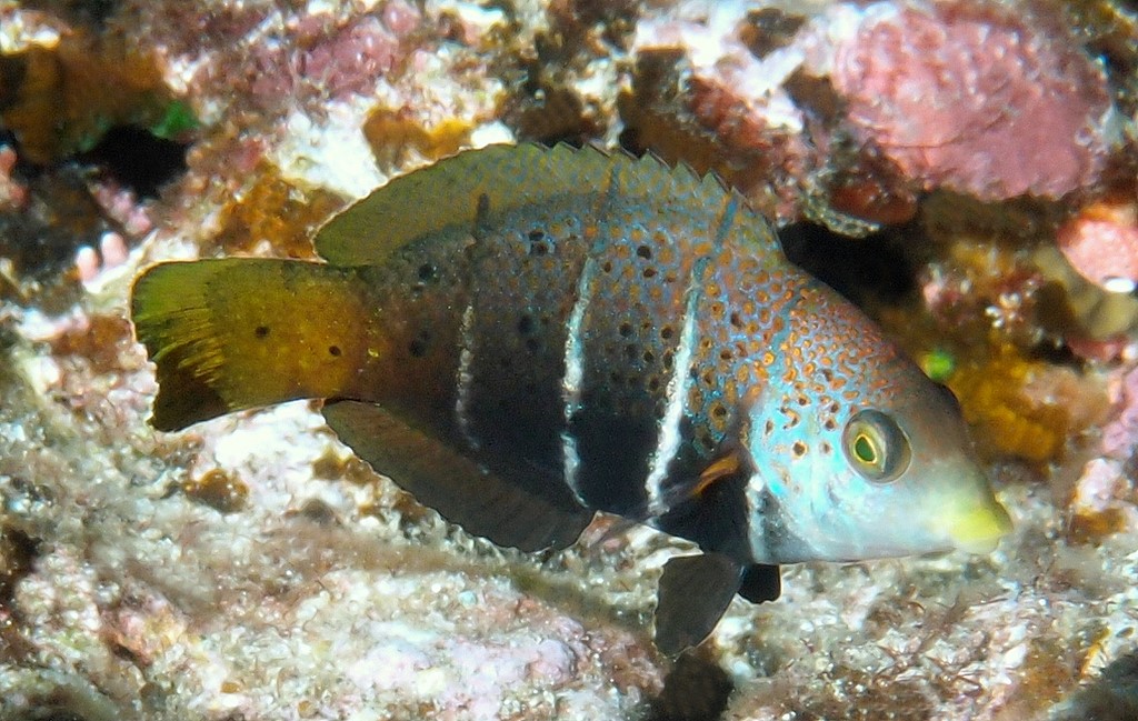 Hemigymnus fasciatus Five-banded wrasse New Caledonia