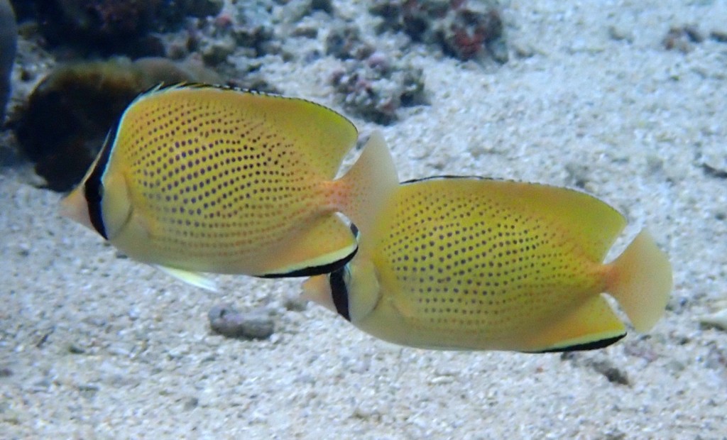 Chaetodon citrinellus Speckled butterflyfish New Caledonia