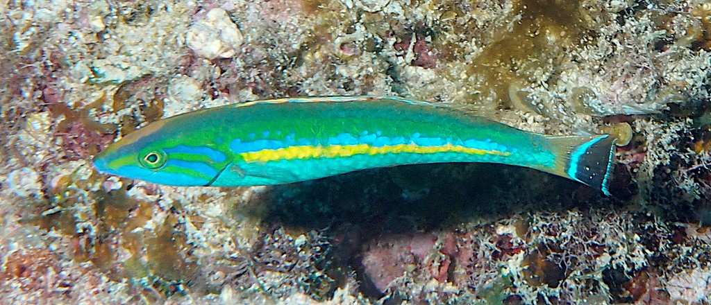 Pseudojuloides splendens terminal phase male Splendid pencil wrasse New Caledonia