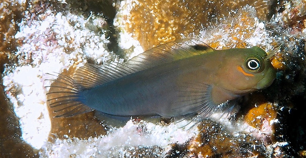 Ecsenius bicolor 雙色異齒鳚 新喀里多尼亞