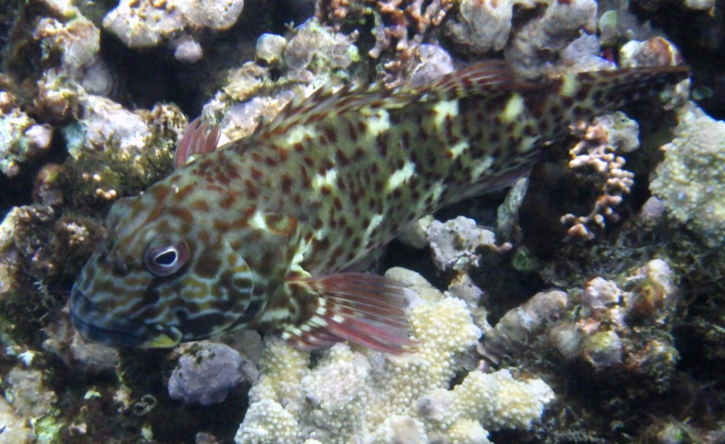 Cirrhitus pinnulatus Épervier de corail Nouvelle-Calédonie plongée sous-marine à Yaté